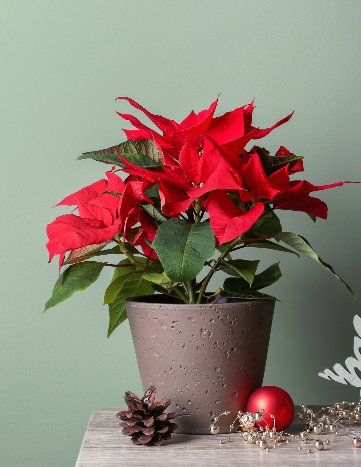 Christmas Arrangement