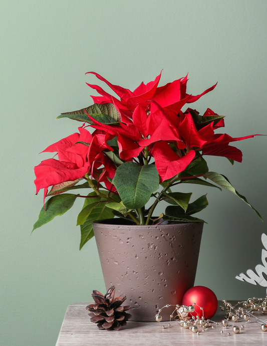 Christmas Arrangement